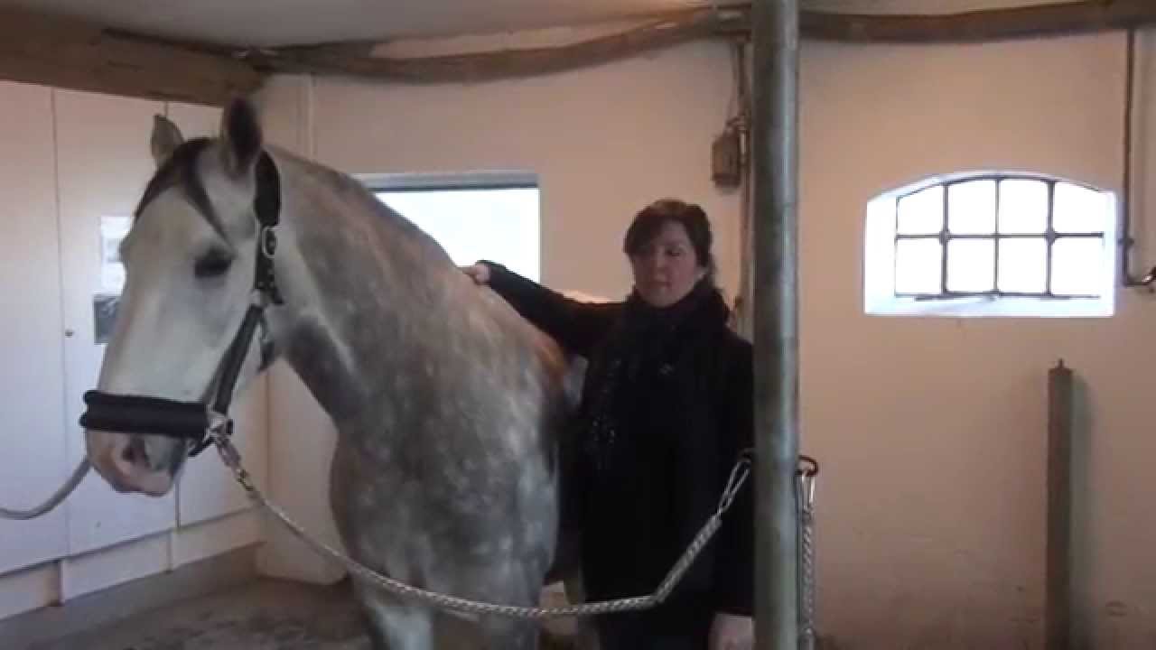 Velkommen til Kranio-hest.dk - video 1