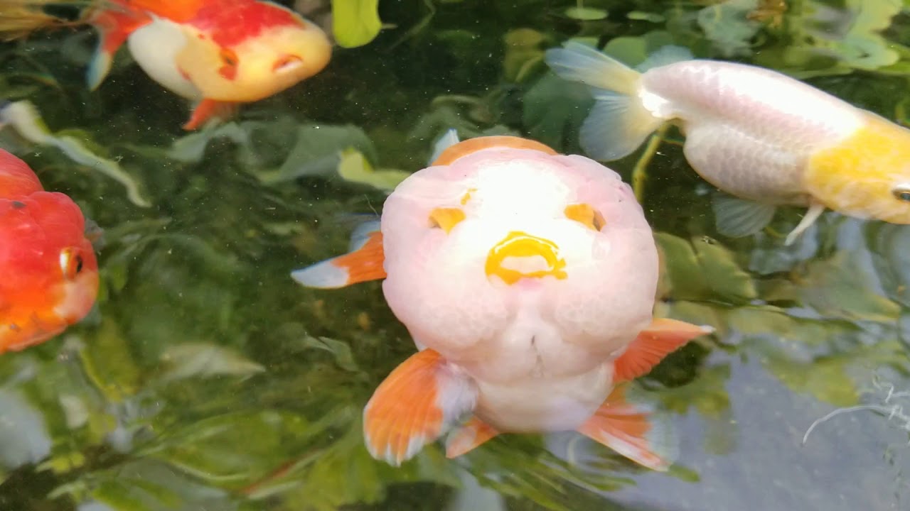 Ranchu pond with Mossaic pond plant