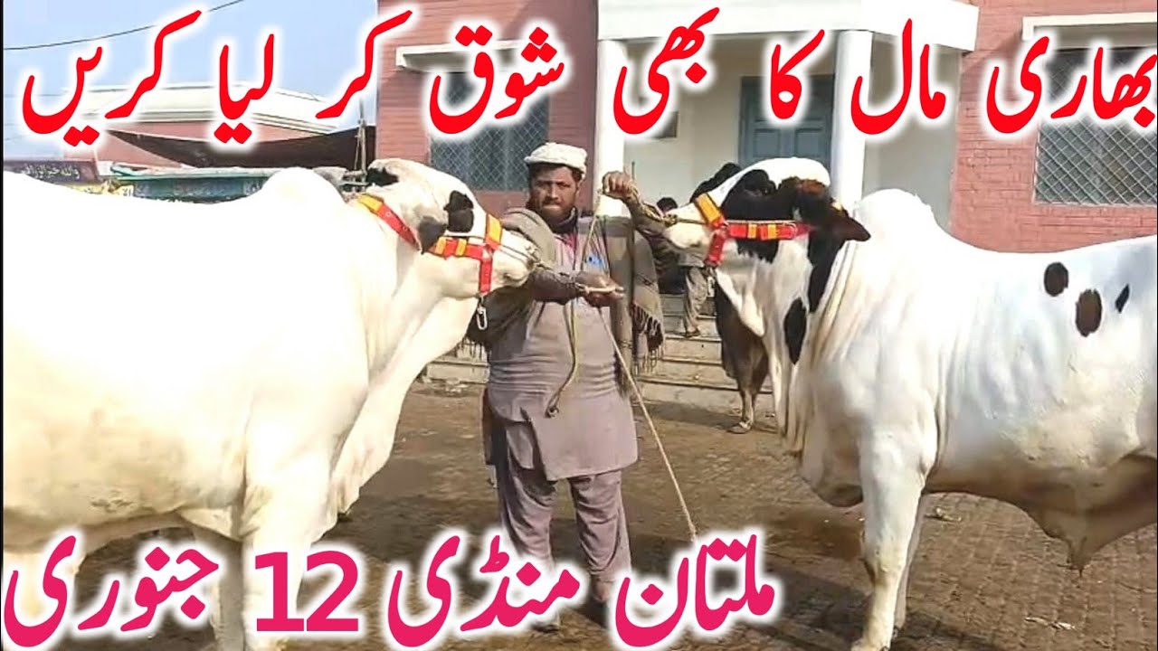Today Multan Cow Mandi 2026 | Cholistani Sahiwal & Brahman Cows | Global Village Farming