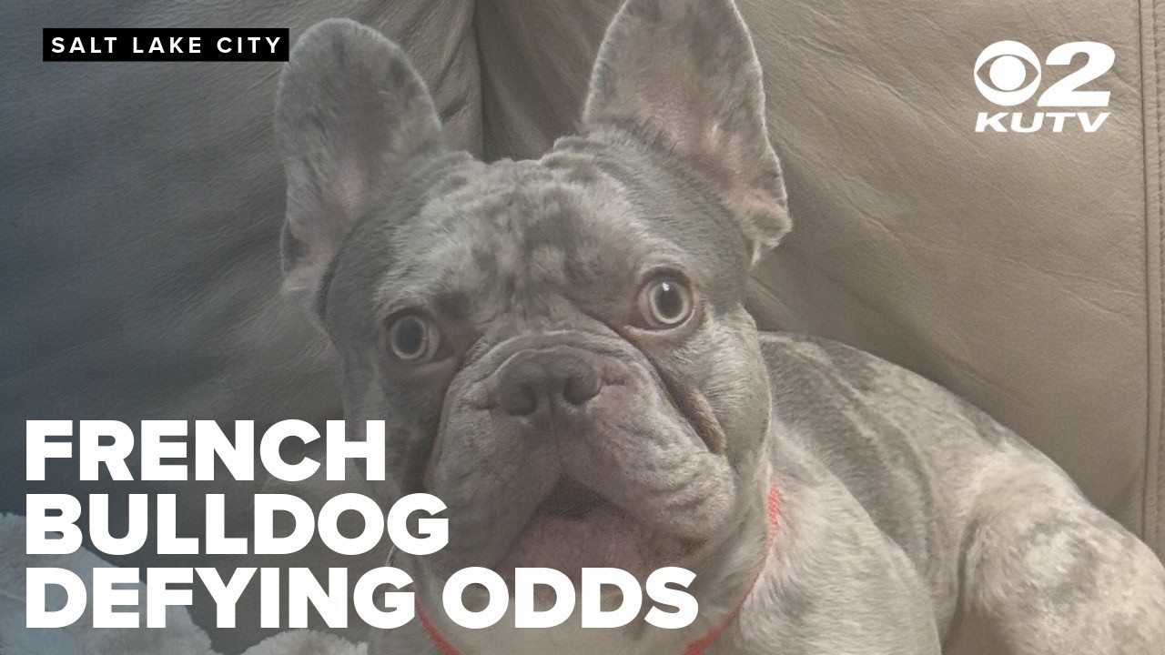 French bulldog defying odds after running away, surviving alone for nearly six weeks