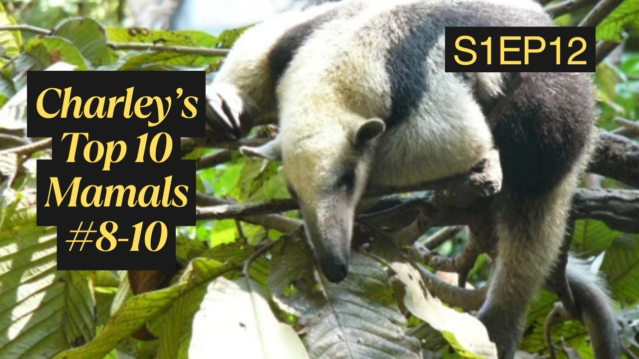 S1EP12 Charley's Top 10 Lifetime Mammals  # 8-10