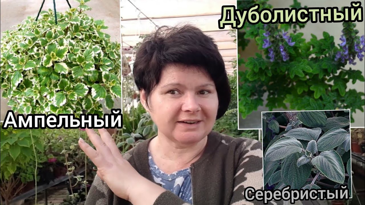 ПЛЕКТРАНТУСЫ сохраняю черенкуя. Субстрат со мхом!