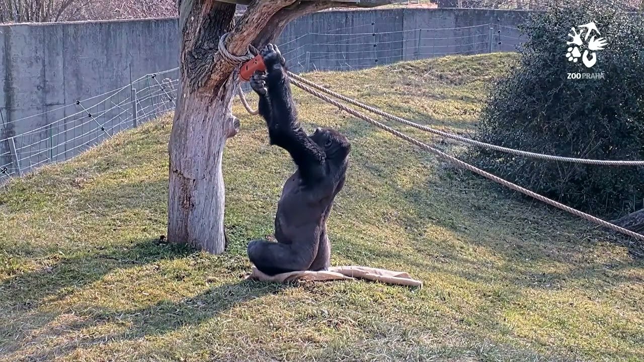 Centrum Méfou: mládenecká gorilí skupina ve venkovní expozici
