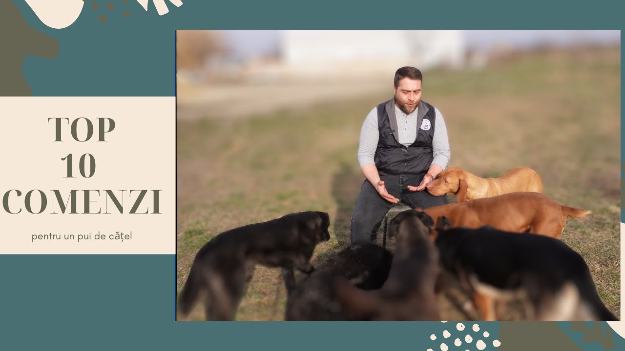 TOP 10 COMENZI PENTRU UN PUI DE CĂȚEL