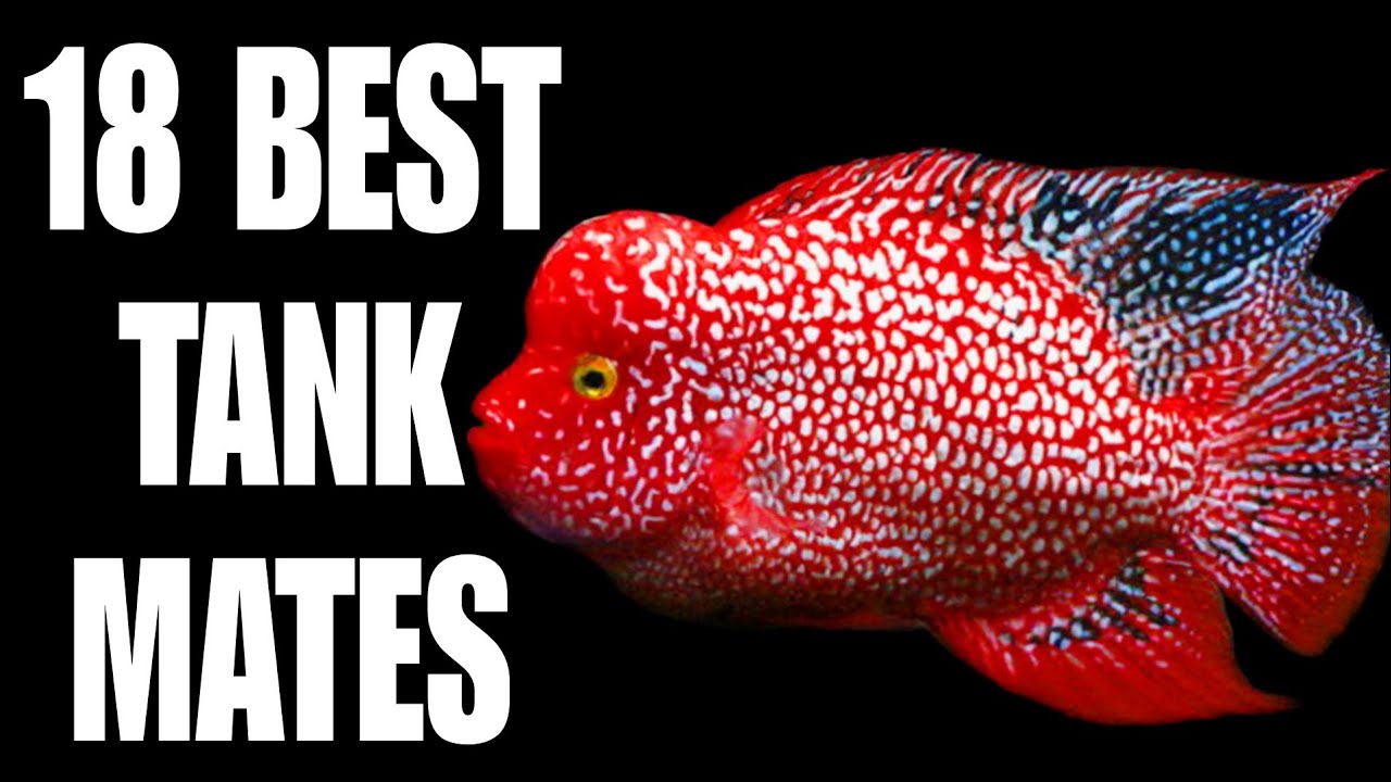 18 Best Texas Cichlid Tank Mates | Top 18 Texas Cichlid Tank Mates