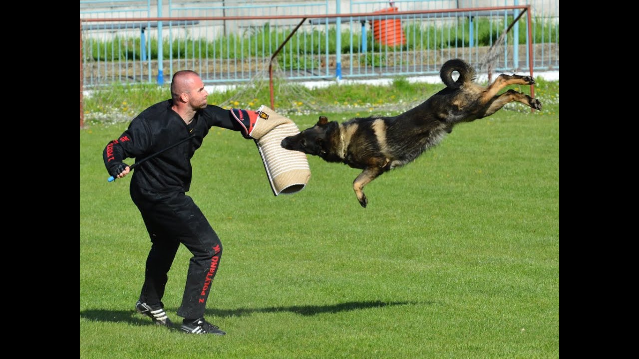 Slovak Championship IPO3 ZŠK 2015 - Urri z Kurimskeho haje / C:95