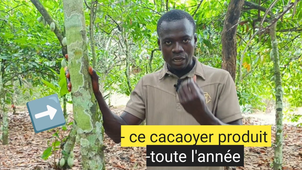 Le cacao irrigué , la nouvelle méthode pour récolter tout l'année 😱
