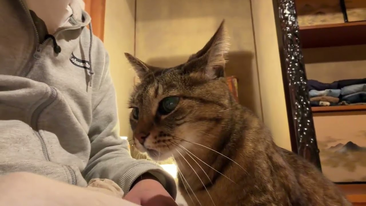 パンダ猫