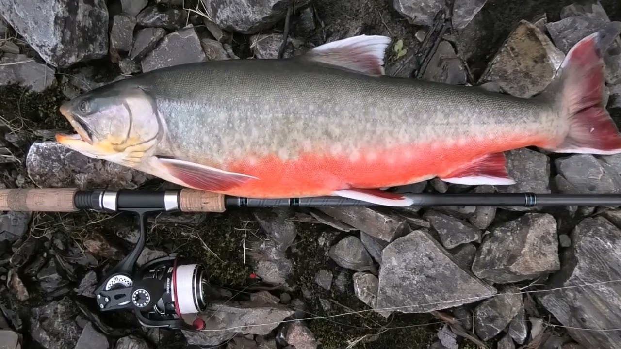 Fisketur i Dividalen Juni 2024