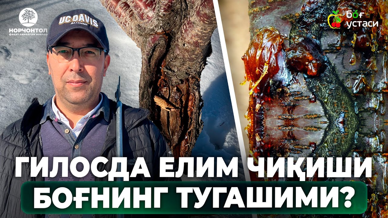 ГИЛОС ЕЛИМ ЧИҚАРСА ЎЛИШИ АНИҚМИ? НИМА ҚИЛИШ КЕРАК? | ШУҲРАТ АБРОРОВ #shuhratabrorov #gilosdayelim