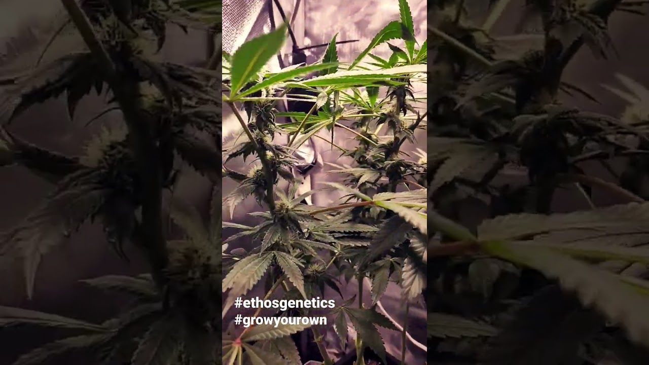 Ethos Genetics/Grandpas Stash week4
