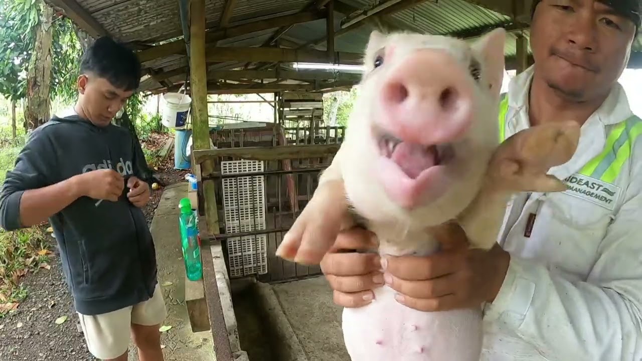 Farmboi | piggy 🐽 🐽 