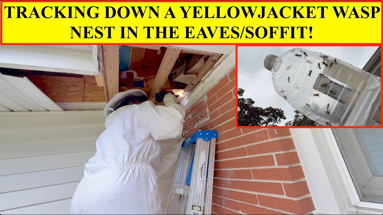 YELLOWJACKET WASP NEST IN SOFFIT! TRACKING THEM DOWN, ASSESSING DEMOLITION OPTION, COLLECTED FOR VIT