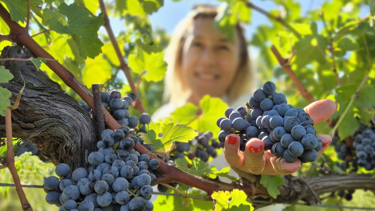 La Ghiandaia che ispira il vino: il sogno di Laura a Roselle