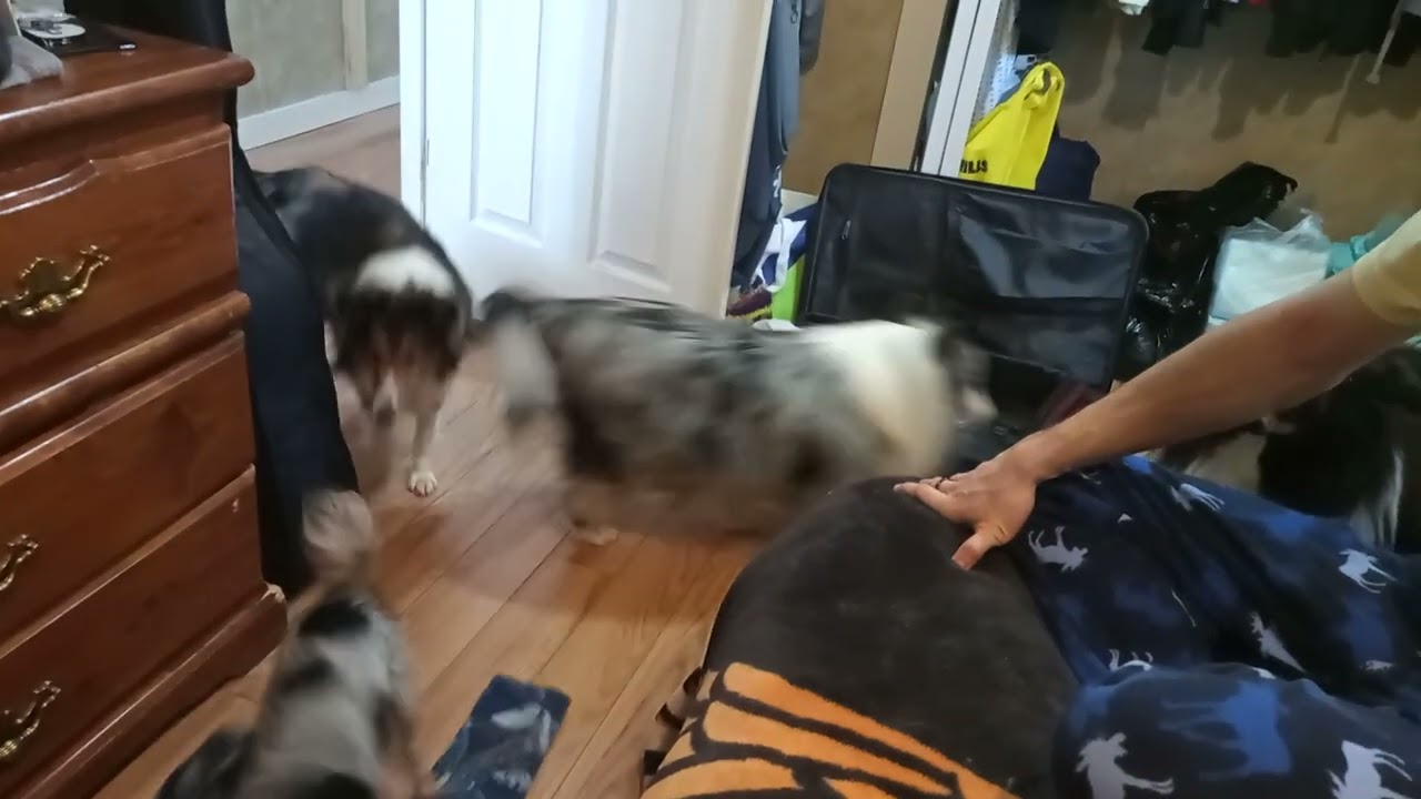 Saturday Morning fun with the pups. 
