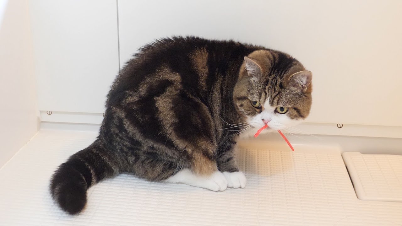 ストローを持ち去るねこ。-Maru takes away a straw.-