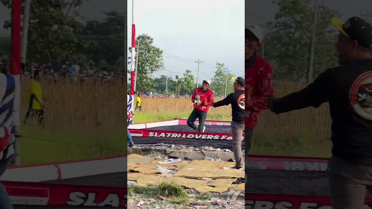Ini MERPATI SPRINT BABAK AWAL SAMPE AKHIR NINGGAL TERUS #merpatikolong #syifanajwamerpati
