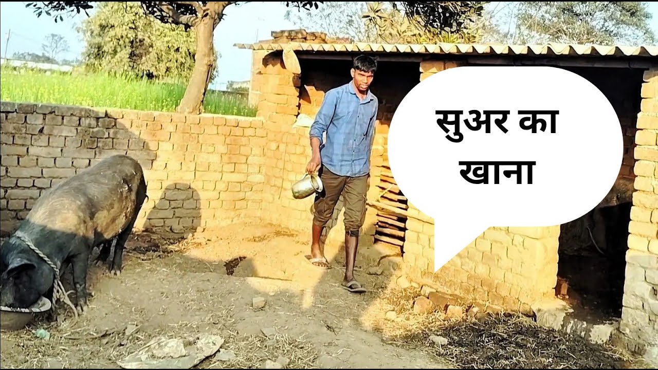   सुअर का खाना | Suar ko Mota kre 1 mahina me