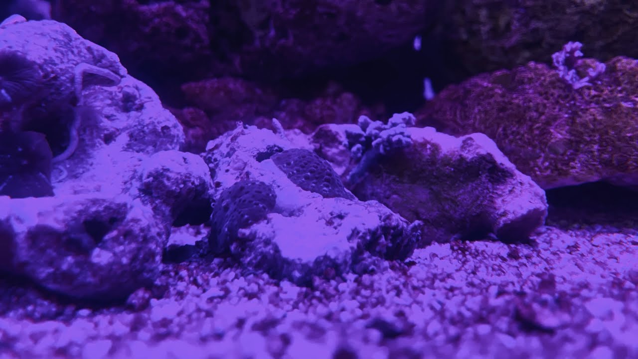Setting Up Your First Saltwater Aquarium A Tour of Hello Reef Tank #clownfish #helloreef #bangla