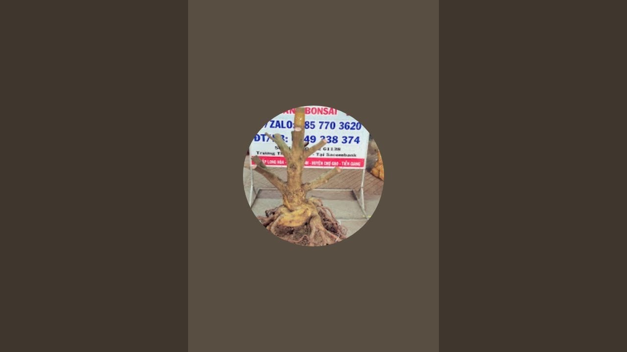 Vân 0857703620 mai vàng giá rẻ