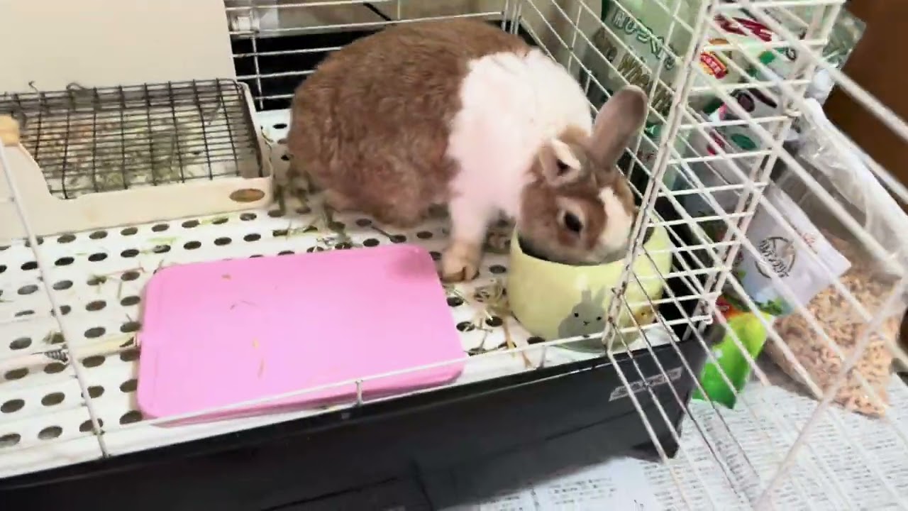 本日のうさぎお坊ちゃん♪（2026年2月19日）