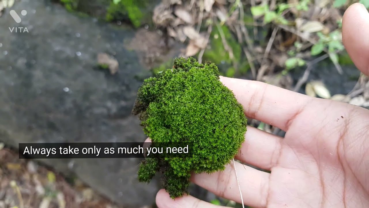 Collecting native plants, weeds and moss for terrarium.