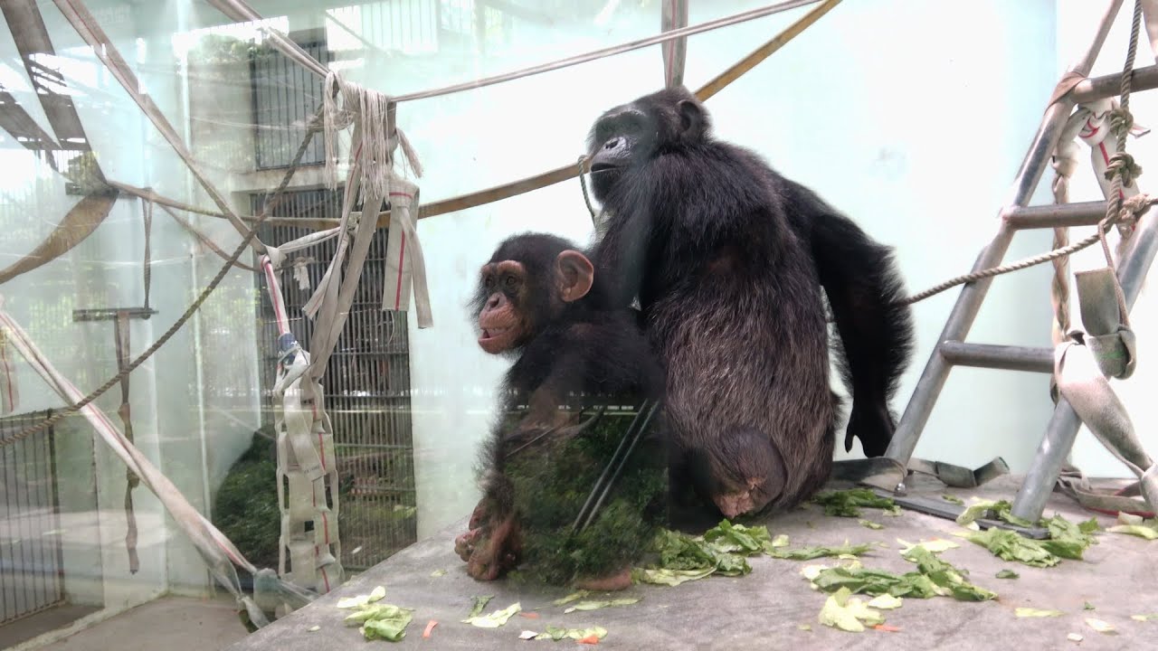 🎶Earthquake, MOKO Mama protects MOKOICHI as quickly as possible 地震のとき モコイチを守るモコママ Chimpanzee