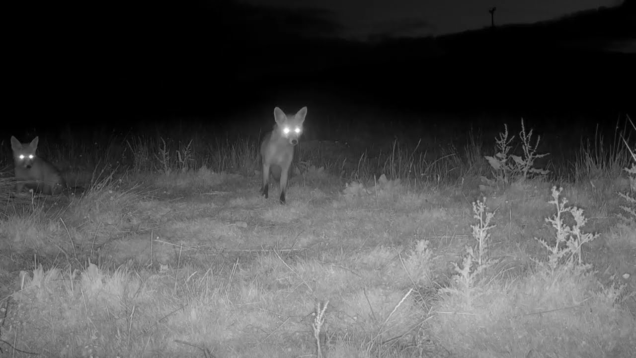 Fox Cub with Mum Caught on Trail Camera in Scotland 🦊 Isle of Skye Wildlife Moments