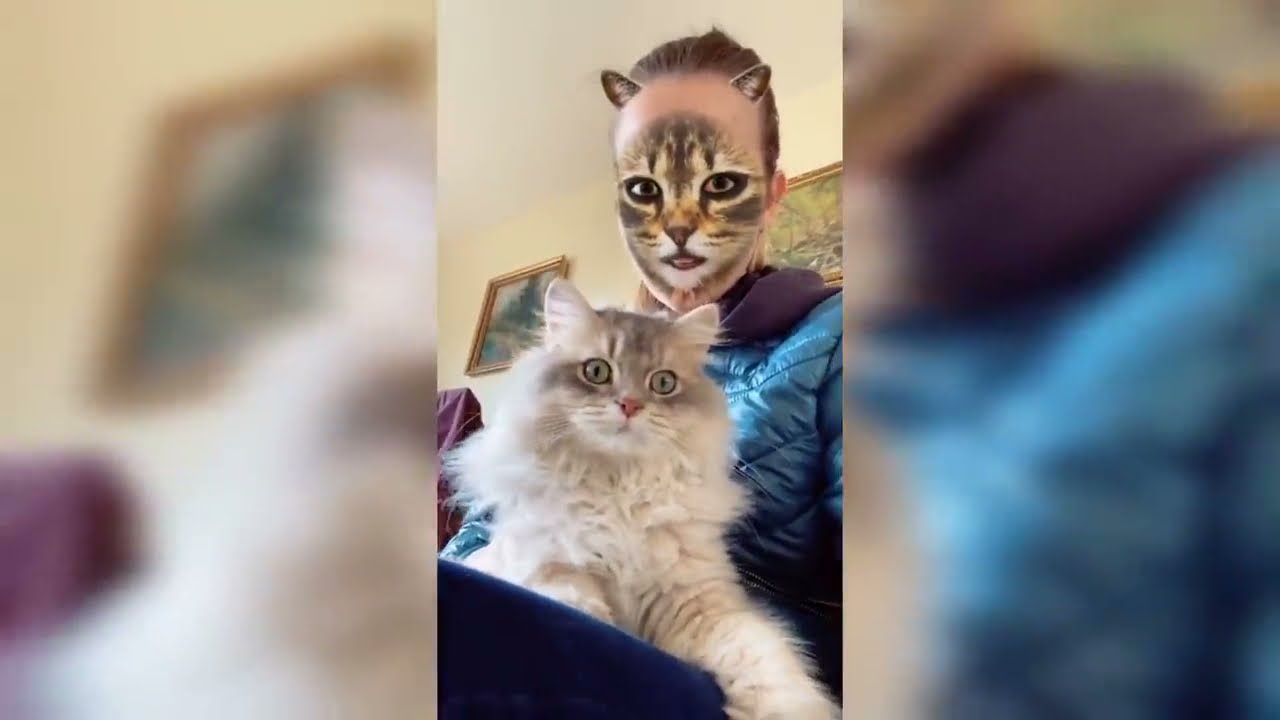video de animales graciosos