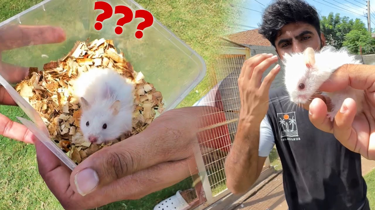 Waao Cute Sa Gift Mila White Hamster 🐹😍