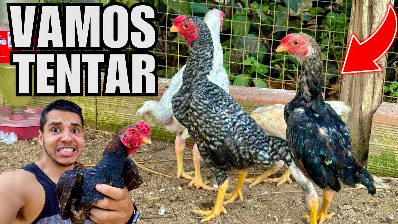 Como formar casal de ko-Shamo | Atualização cisne Branco | Galinha chocando | Aves Recriar