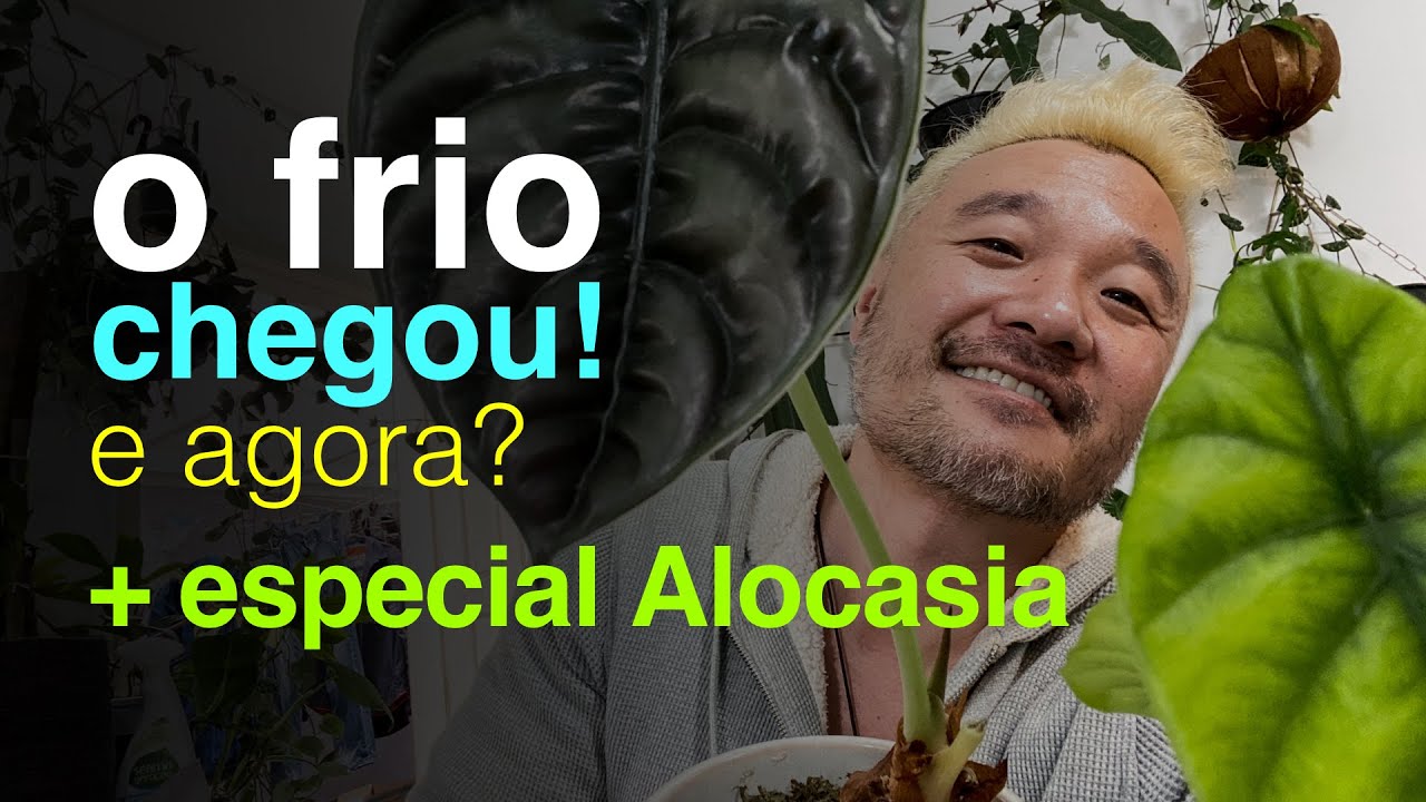Bateu o Frio! Como Cuidar das Plantas Agora? + Especial Alocasia |  Jardineiros Urbanos por Flay