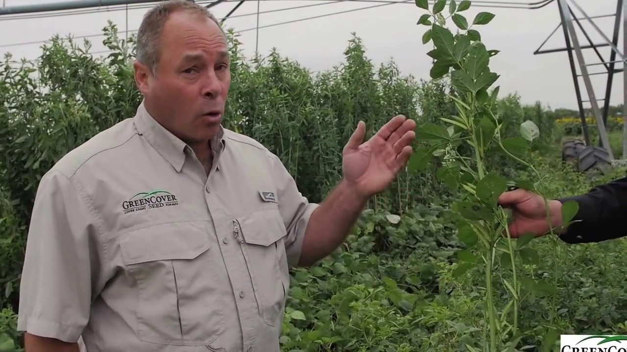 Guar Cover Crop | Test Plot Summer 2016