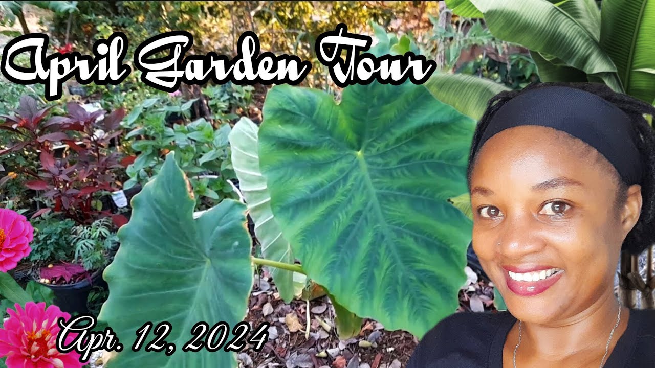 April 2024 Garden Tour 🌳 We Grow a MASSIVE ABUNDANCE of FOOD in Our Backyard 💯🇯🇲💞