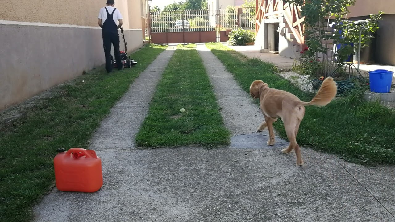 Az első fűnyírás teszt Husqvarna LB251S önjáró benzinmotoros négy ütemű fűnyíró. És Liza kiskutyám.