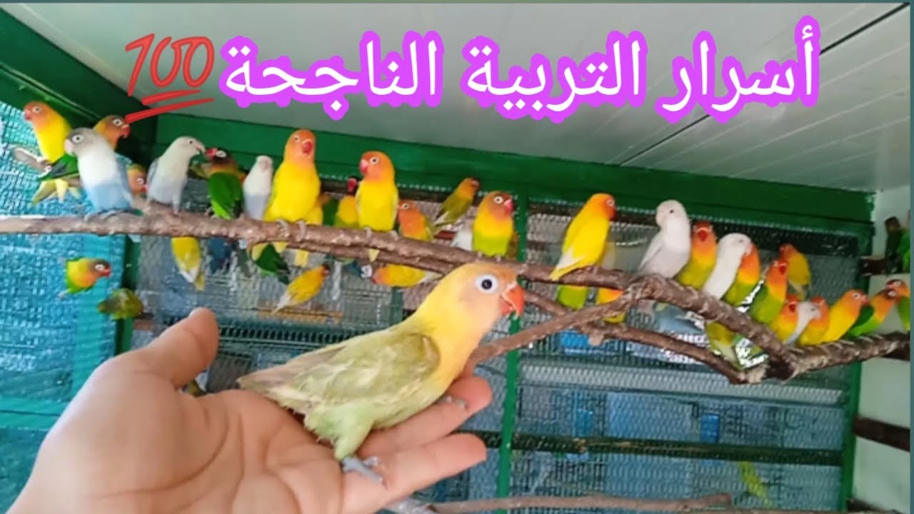 سؤال وجواب والكشف عن اسرار التربية الناجحة لطيور الفيشر🐦