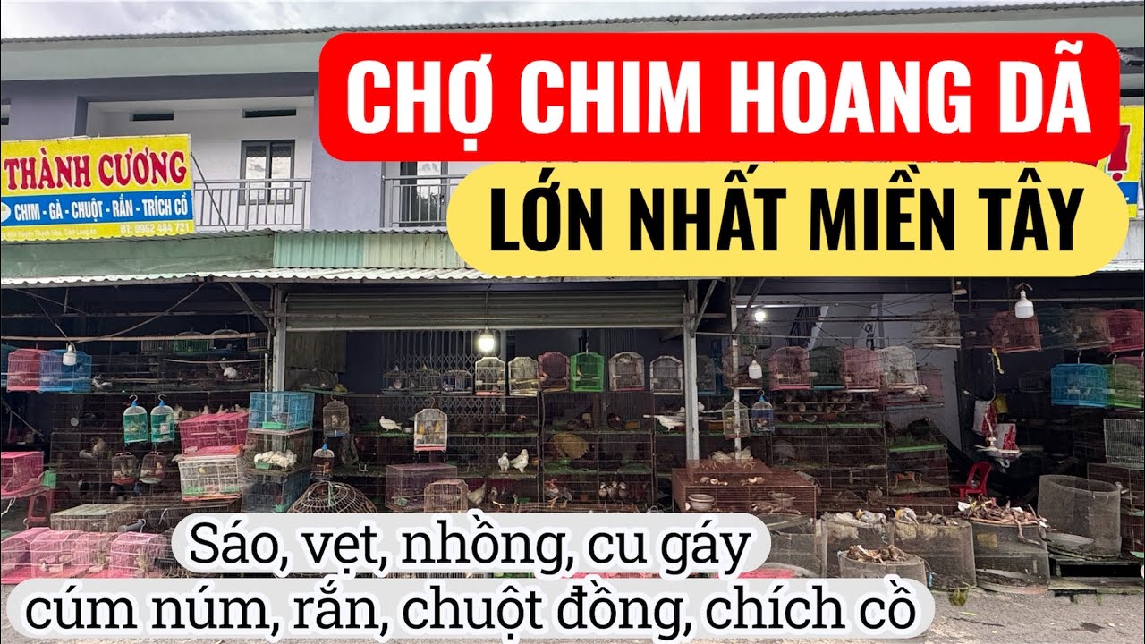 Chợ chim Thạnh Hóa Long An, chào mào, sáo, vịt trời, rắn chuột đồng quá rẻ