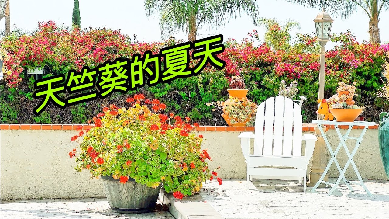 园艺篇399 关于天竺葵，普通人特别想知道的一切！隐藏优点，渡夏和寒冬！