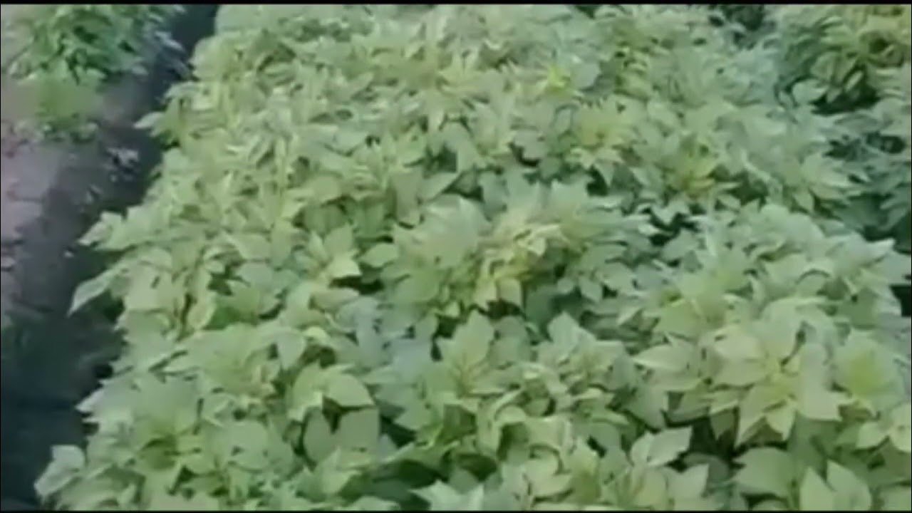 Potato on PQNK