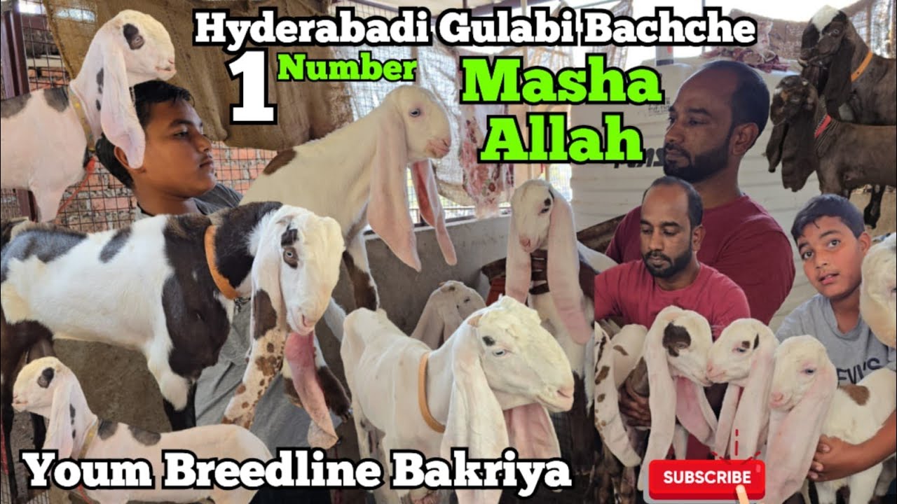 Pure Quality Hyderabadi Gulabi Goats Kids|✓ Hyderabadi Bakriya | Amberpet | Hyderabad