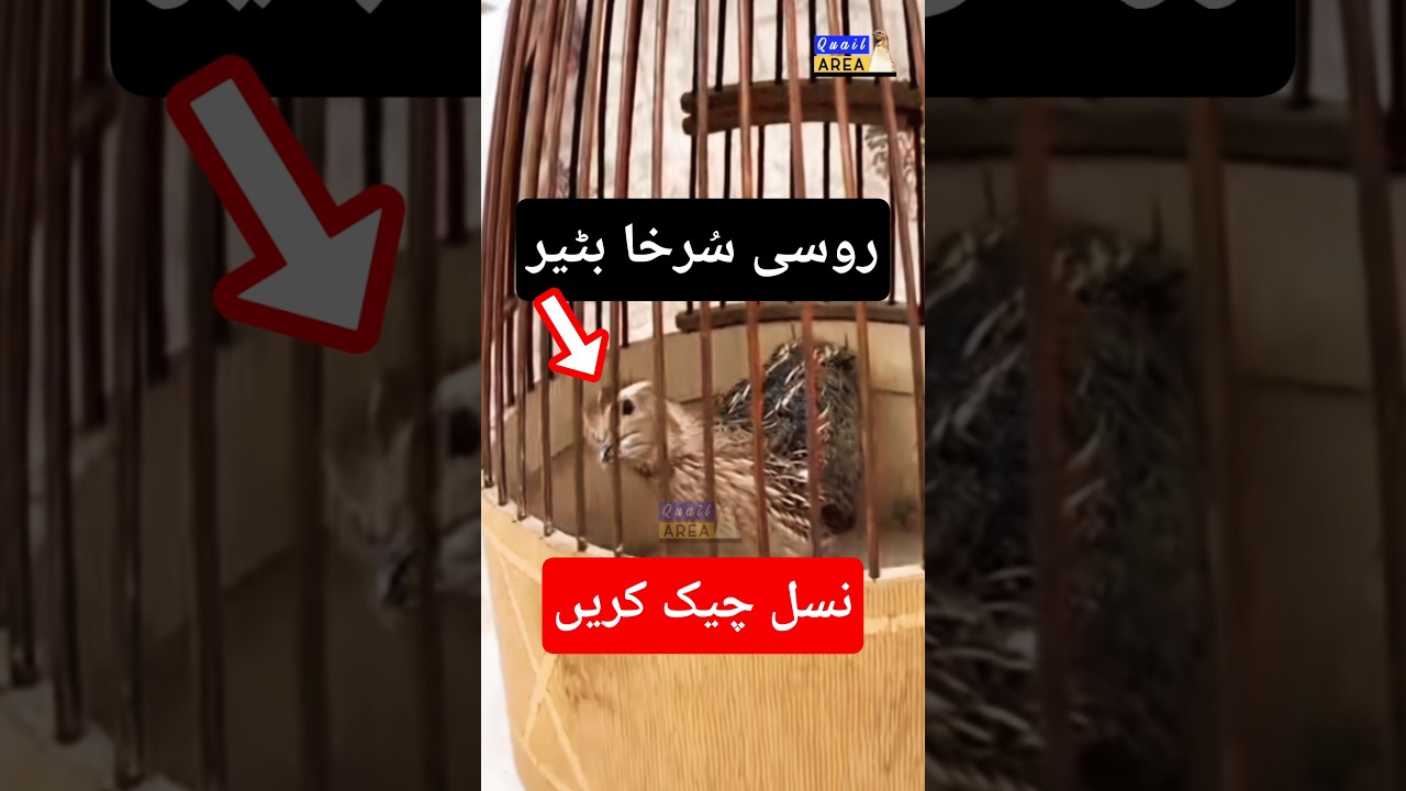 Russian Red Quail | Surkha Batair | Quail Sound | Batair Ki Awaz | #quailsound #birdsounds