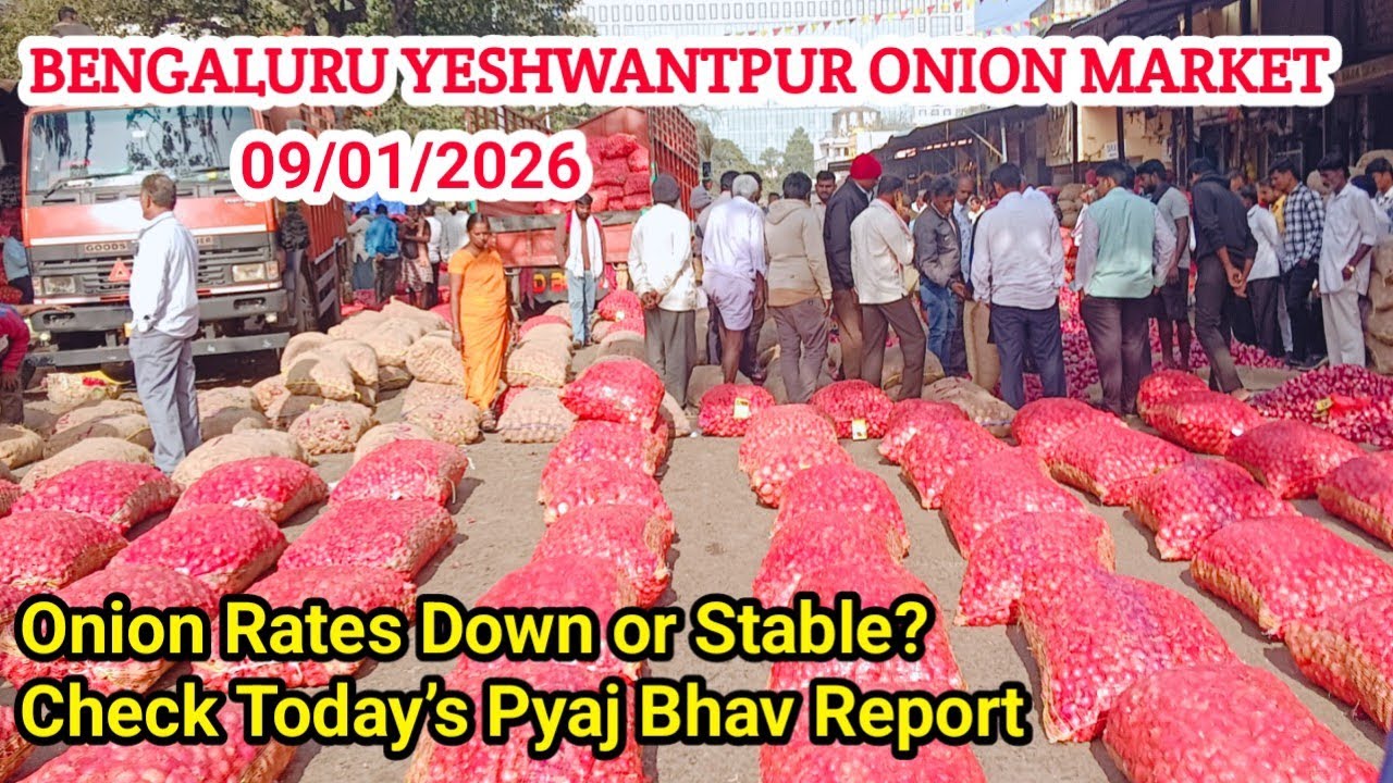Bengaluru Yeshwantpur Onion Market | Today Onion Price | Mandi Update Report 