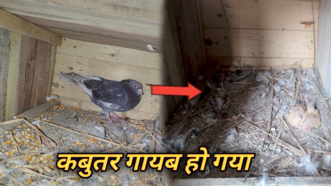 कबुतर गायब हो गया 