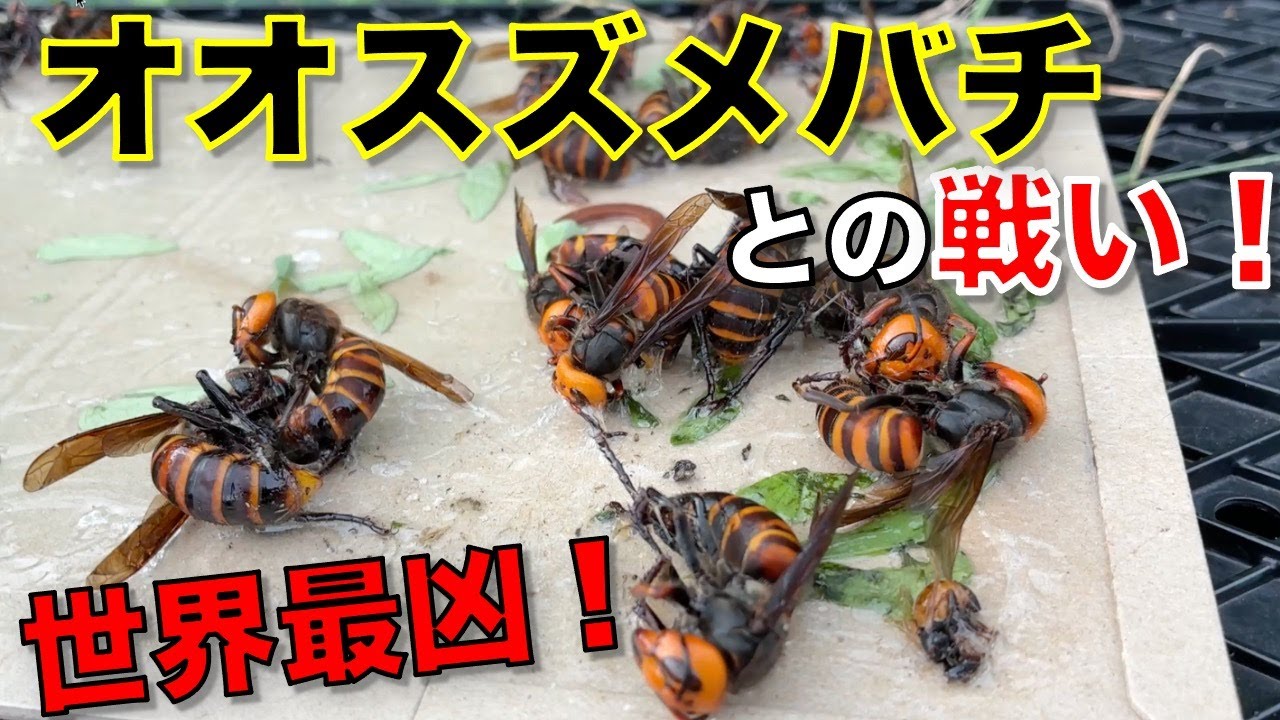 【養蜂】世界最凶オオスズメバチ！素人養蜂家が戦いを挑む！