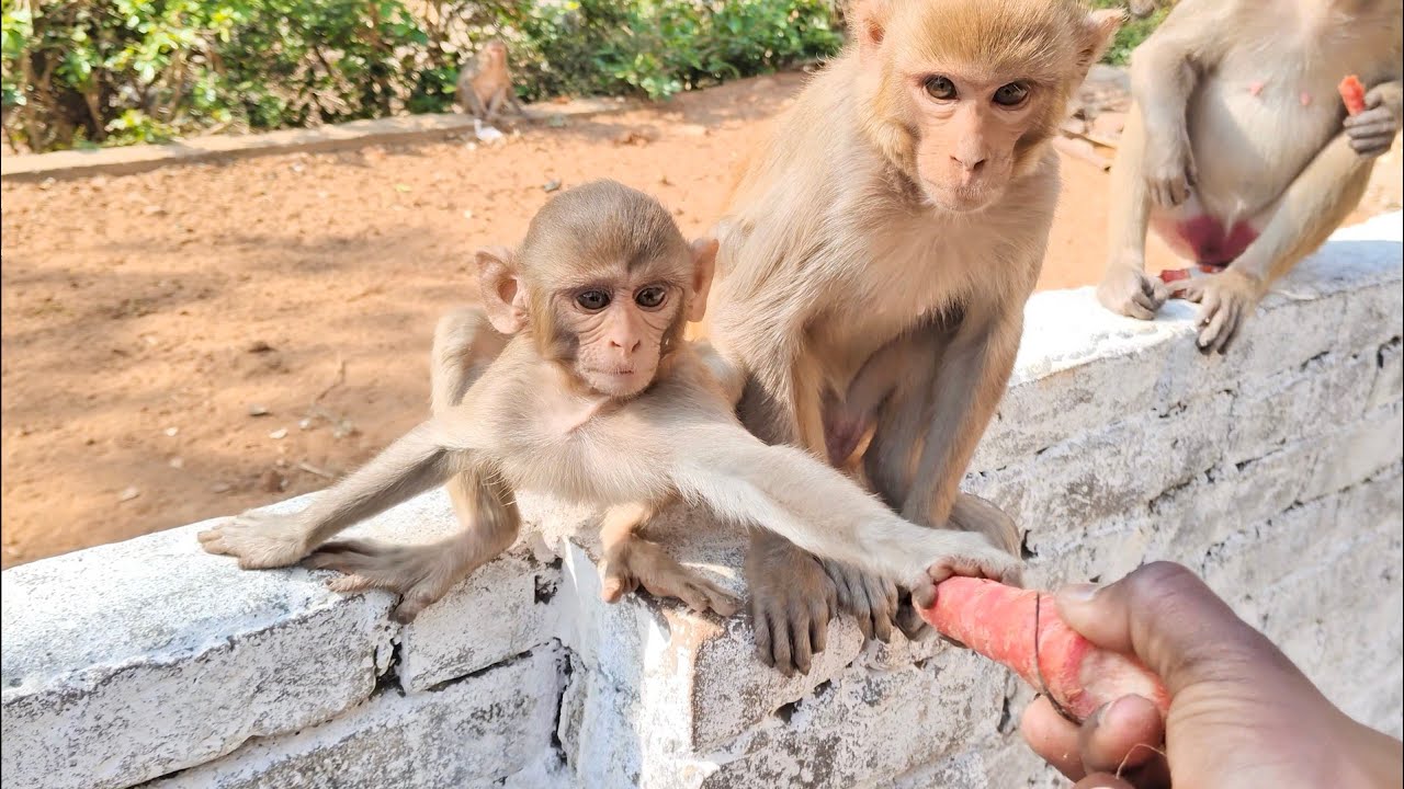 देखिए प्यारा बंदर गाजर खाते हुए 🥕 | Cute Monkey Eating Carrot वीडियो | Funny & Sweet Moments