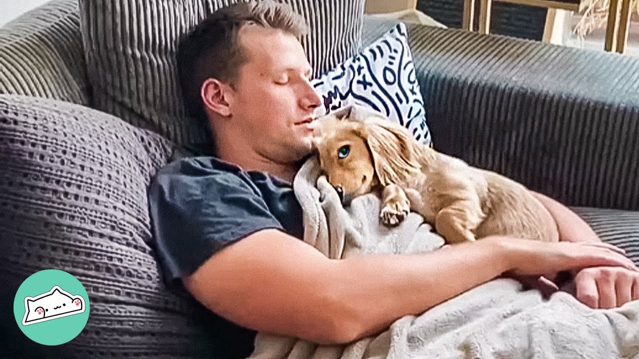 Sassy Doxie Steals Girl's Boyfriend for Daily Bro-Outs | Cuddle Buddies