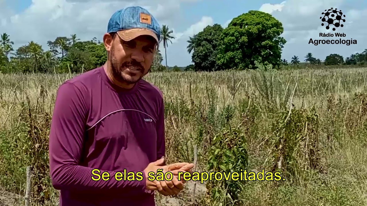 Colheita manual do inhame (cará São Tomé)