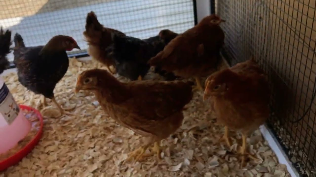 Producer's Pride Villa Chicken Coop from TSC Review