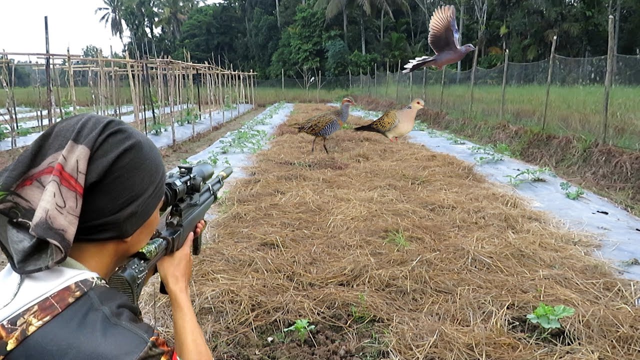 Berburu di spot ratusan burung tekukur sehabis panen padi ..