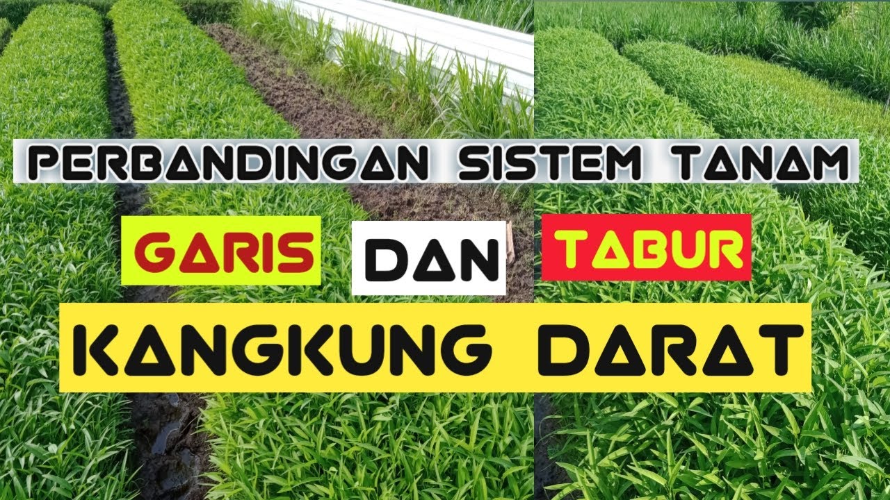 🔴 Wowww Lahan 1 Are Bisa Panen Kangkung Darat Setiap Minggu ‼️‼️